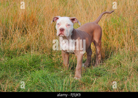 Olde English Bulldog (Canis lupus f. familiaris), douze weaks vieux chiot dans un pré, Allemagne Banque D'Images