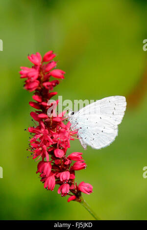 Papillon sur renouée Banque D'Images