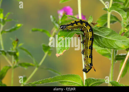 Hawk-moth rayé, Rayé Sphynx (Hyles livornica Hyles lineata, Celerio, livornica, Celerio lineata), Caterpillar se nourrit de l'Epilobium, Allemagne Banque D'Images