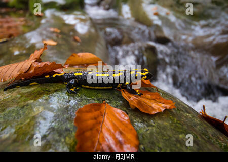 Salamandre terrestre européen (Salamandra salamandra), assis sur un rocher une forêt, un ruisseau, la suisse Sankt Gallen Banque D'Images