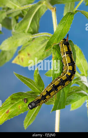 Hawk-moth rayé, Rayé Sphynx (Hyles livornica Hyles lineata, Celerio, livornica, Celerio lineata), Caterpillar se nourrit de l'Epilobium, Allemagne Banque D'Images