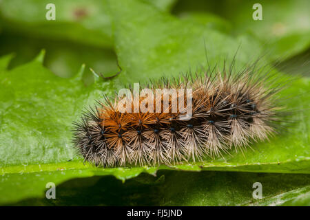 Parasemia plantaginis (Tiger Wood, Phalaena plantaginis), Caterpillar sur une feuille, Allemagne Banque D'Images