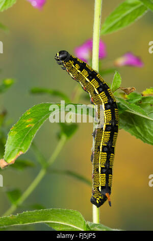 Hawk-moth rayé, Rayé Sphynx (Hyles livornica Hyles lineata, Celerio, livornica, Celerio lineata), Caterpillar se nourrit de l'Epilobium, Allemagne Banque D'Images