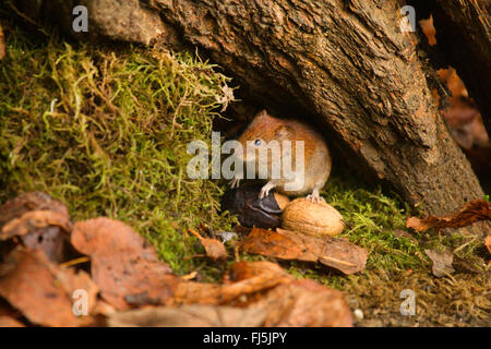 Campagnol roussâtre (Clethrionomys glareolus, Myodes glareolus), faisant de sa tanière en automne, Allemagne, Rhénanie du Nord-Westphalie Banque D'Images