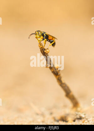 Digger wasp (Dinetus pictus), l'homme est en attente dans son territoire sur une femme, Allemagne Banque D'Images