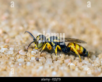 Digger wasp (Dinetus pictus), homme assis sur le sable, Allemagne Banque D'Images