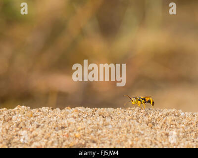 Digger wasp (Dinetus pictus), l'homme est en attente dans son territoire sur une femme, Allemagne Banque D'Images