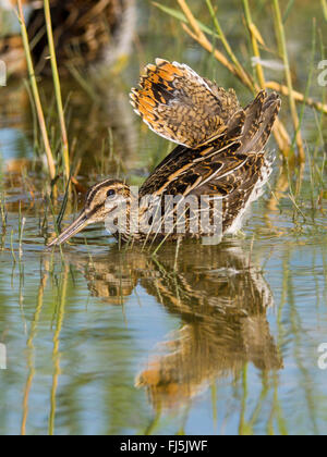 La bécassine des marais (Gallinago gallinago), d'oiseaux adultes en danger la posture, Allemagne Banque D'Images