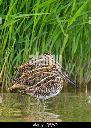 La bécassine des marais (Gallinago gallinago), trois oiseaux adultes debout dans l'eau peu profonde à la ceinture de roseaux, Allemagne Banque D'Images