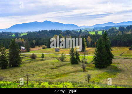 Breiter Filz Moor, Alpes en fond, l'Allemagne, Bavière, Oberbayern, Haute-Bavière Banque D'Images