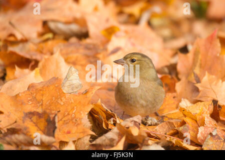 Chaffinch (Fringilla coelebs), femme assis entre les feuilles sur le sol de la forêt, de l'Allemagne, Rhénanie du Nord-Westphalie Banque D'Images