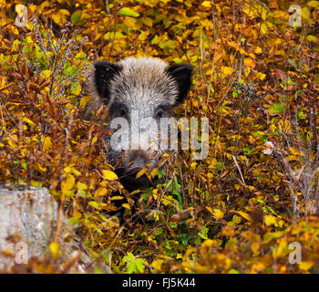 Le sanglier, le porc, le sanglier (Sus scrofa), les sangliers en forêt d'automne, l'Allemagne, Bade-Wurtemberg Banque D'Images