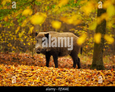 Le sanglier, le porc, le sanglier (Sus scrofa), les jeunes à l'automne tusker forêt, Allemagne, Bade-Wurtemberg Banque D'Images