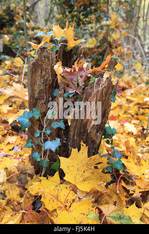 Forêt de plaine en automne de lierre et de feuilles d'érable, de l'Allemagne, Bade-Wurtemberg Banque D'Images