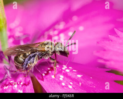 Vert commun Furrow-Bee (Lasioglossum morio), femme qui se nourrissent de rose de jeune fille (Malva alcea), Allemagne Banque D'Images