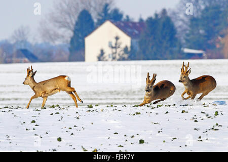 Le chevreuil (Capreolus capreolus), fuyant l'Allemagne, trois buck Banque D'Images