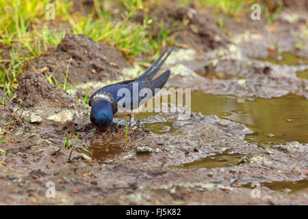 L'hirondelle rustique (Hirundo rustica), recueille la boue pour la nidification, Allemagne Banque D'Images