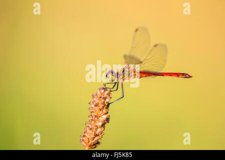 Orientale (Sympetrum sympetrum depressiusculum), repose sur Outlook, l'Autriche, le Tyrol Banque D'Images