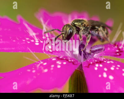 Vert commun Furrow-Bee (Lasioglossum morio), femme qui se nourrissent de rose de jeune fille (Malva alcea), Allemagne Banque D'Images