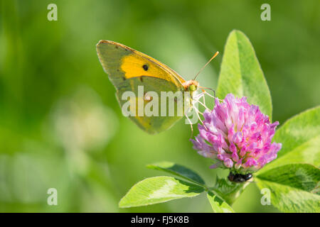 Assombri sombre, Jaune Jaune assombrie commun (Colias croceus Colias crocea,), homme suce à Clover, l'Autriche, le Tyrol Banque D'Images