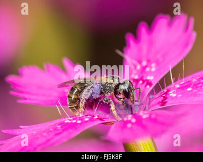 Vert commun Furrow-Bee (Lasioglossum morio), femme qui se nourrissent de rose de jeune fille (Malva alcea), Allemagne Banque D'Images