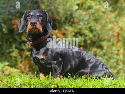 Teckel à poil dur, chien saucisse à poil dur, chien domestique (Canis lupus f. familiaris), noir et feu de 19 mois mâle chien assis dans un pré, Allemagne Banque D'Images