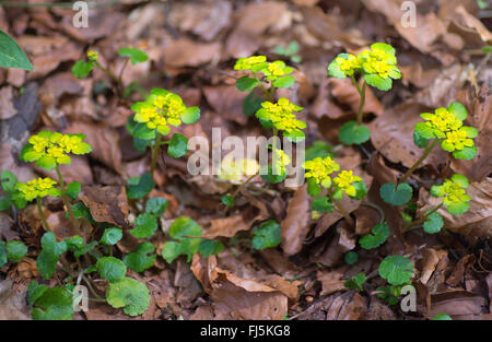 Alternate-leaved golden-saxifrage Chrysosplenium alternifolium), (floraison, Allemagne, Bavière, Oberbayern, Haute-Bavière Banque D'Images