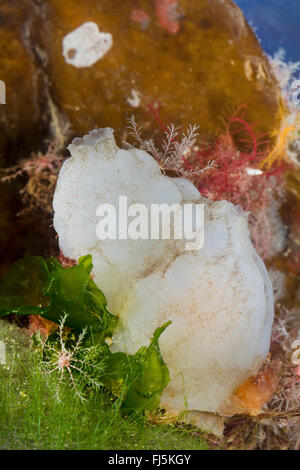 Mer Blanche-squirt, mer Blanche (Phallusia mammillata squirt, Ascidia mammillata), sur une pierre sur le sol Banque D'Images