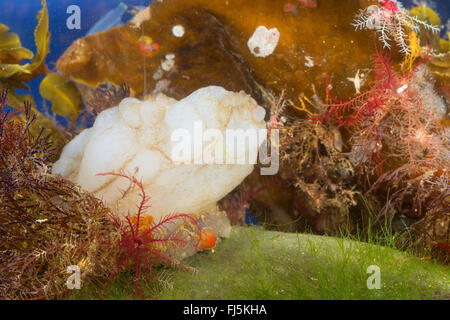 Mer Blanche-squirt, mer Blanche (Phallusia mammillata squirt, Ascidia mammillata), sur une pierre sur le sol Banque D'Images