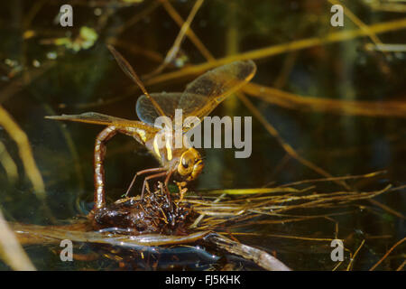 Brown, brown, Hawker aeshna grande libellule (Aeshna grandis), femelle en ponte, Allemagne Banque D'Images