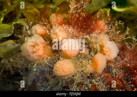 Red-flake ascidie coloniale, sesquirt, Colonial sea squirt (Morchellium, argus argus Amaroucium, Aplidium argus), colony Banque D'Images
