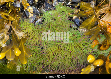 Snakelocks opelet, anémone Anemonia sulcata, anémone (Anemonia viridis), snakelocks anemone sur le terrain avec fucus vésiculeux Banque D'Images