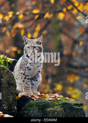Le lynx (Lynx lynx lynx lynx), de jeunes assis sur un rocher, l'Allemagne, la Bavière Banque D'Images