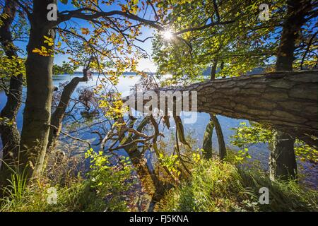 Arbre tombé au bord du lac, l'Allemagne, Brandebourg, Stechlin, 33 Banque D'Images