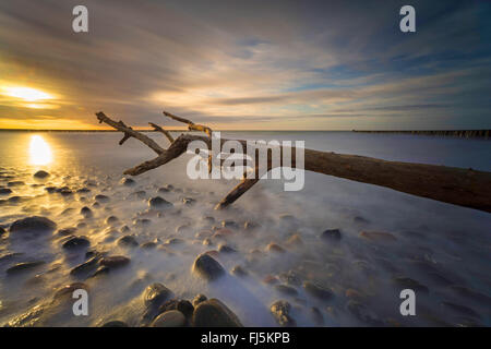 Tronc de l'arbre dans la vague de la mer Baltique, l'Allemagne, de Mecklembourg-Poméranie occidentale, Darss, Prerow Banque D'Images