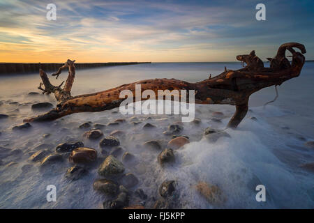 Tronc de l'arbre dans la vague de la mer Baltique, l'Allemagne, de Mecklembourg-Poméranie occidentale, Darss, Prerow Banque D'Images