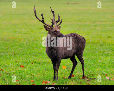 Le cerf sika, d'apprivoiser le cerf sika, Tame deer (Cervus nippon), cerf Sika dans un pré Banque D'Images