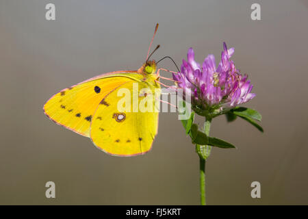 Assombri sombre, Jaune Jaune assombrie commun (Colias croceus Colias crocea,), homme suce à Clover, l'Autriche, le Tyrol Banque D'Images