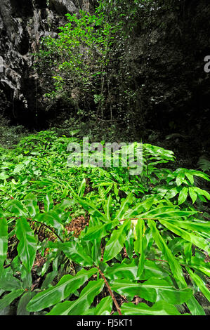 La végétation de la forêt tropicale de Nouvelle-Calédonie, Nouvelle Calédonie, l'Ile des Pins Banque D'Images