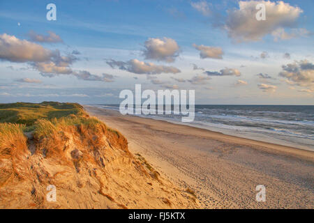 Dunes et plage de sable de la mer du Nord dans la soirée, au Danemark Banque D'Images