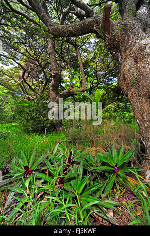 La végétation de la forêt tropicale de Nouvelle-Calédonie, Nouvelle Calédonie, l'Ile des Pins Banque D'Images