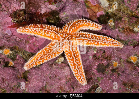 L'étoile de mer commune, politique européenne seastar (Asterias rubens), de reef Banque D'Images