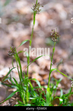 Oakforest woodrush (Luzula luzuloides. Luzula albida), la floraison, Allemagne, Bavière, Oberbayern, Haute-Bavière Banque D'Images