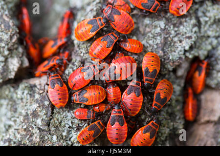 Firebug (Pyrrhocoris apterus), larves avant l'hibernation, l'Allemagne, la Bavière Banque D'Images