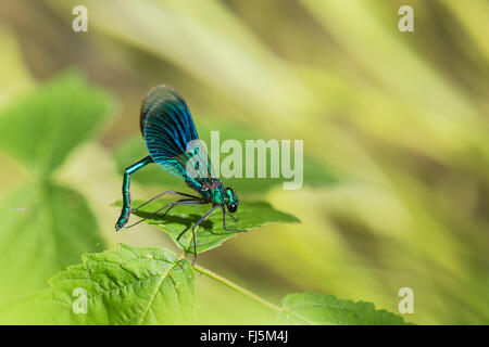 Blackwings bagués, bagués agrion, bagués (Calopteryx splendens, demoiselle Agrion splendens), brandissant leurs congénères masculins, l'Allemagne, la Bavière Banque D'Images