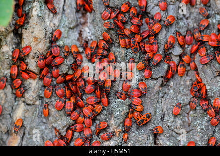 Firebug (Pyrrhocoris apterus), larves avant l'hibernation, l'Allemagne, la Bavière Banque D'Images