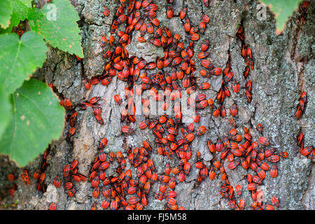 Firebug (Pyrrhocoris apterus), larves avant l'hibernation, l'Allemagne, la Bavière Banque D'Images