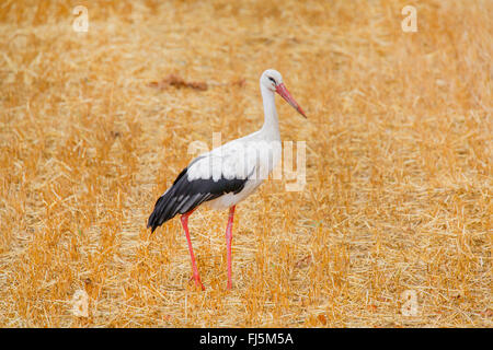 Cigogne Blanche (Ciconia ciconia), sur l'alimentation dans un champ de chaume, l'Allemagne, la Bavière Banque D'Images