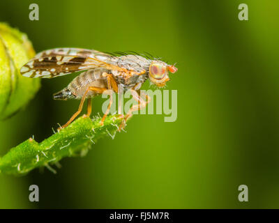 Fly (mouche Tephritis neesii), femelle sur la grande marguerite (Leucanthemum vulgare), Allemagne Banque D'Images