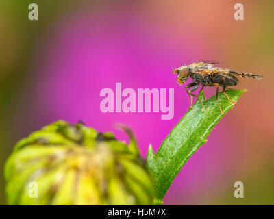 Fly (mouche Tephritis neesii), homme sur la grande marguerite (Leucanthemum vulgare), Allemagne Banque D'Images